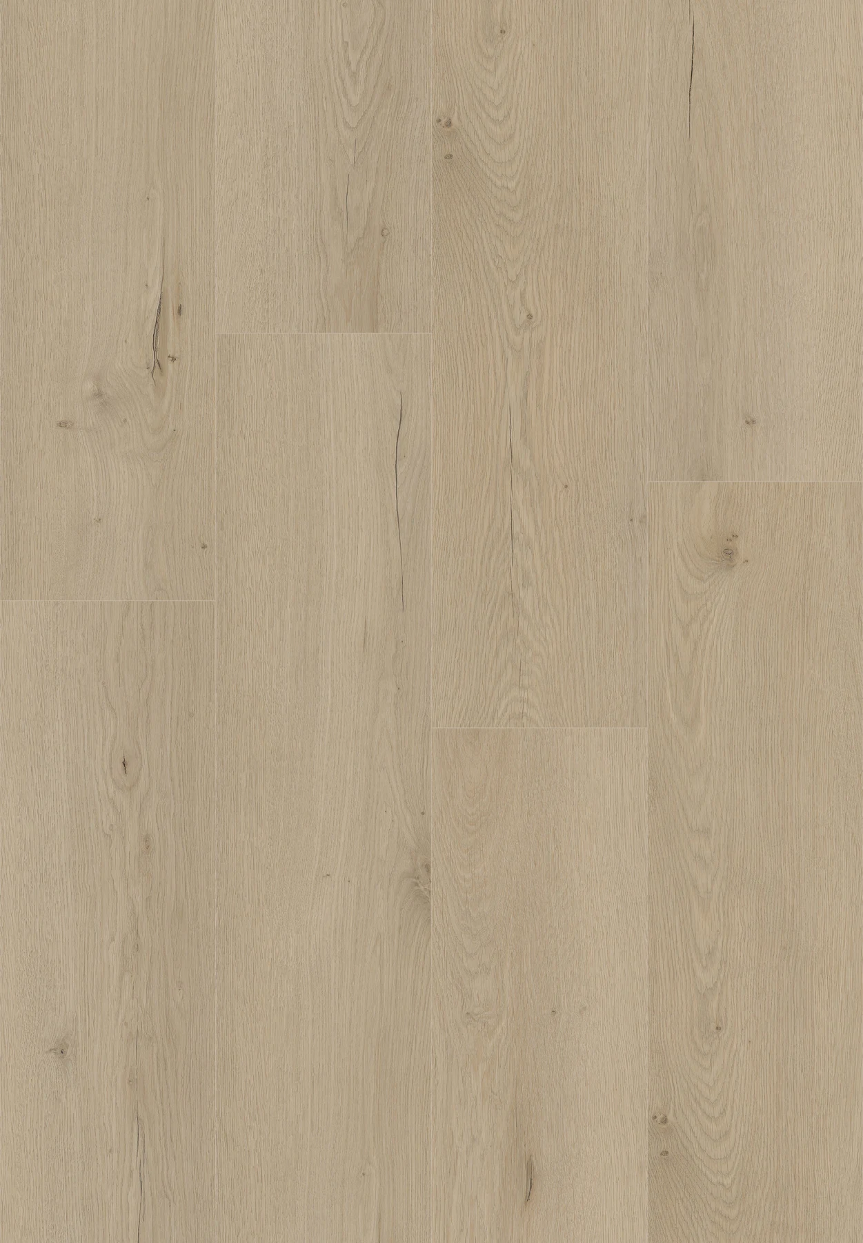 LSPC404-Willmar Oak, view 1