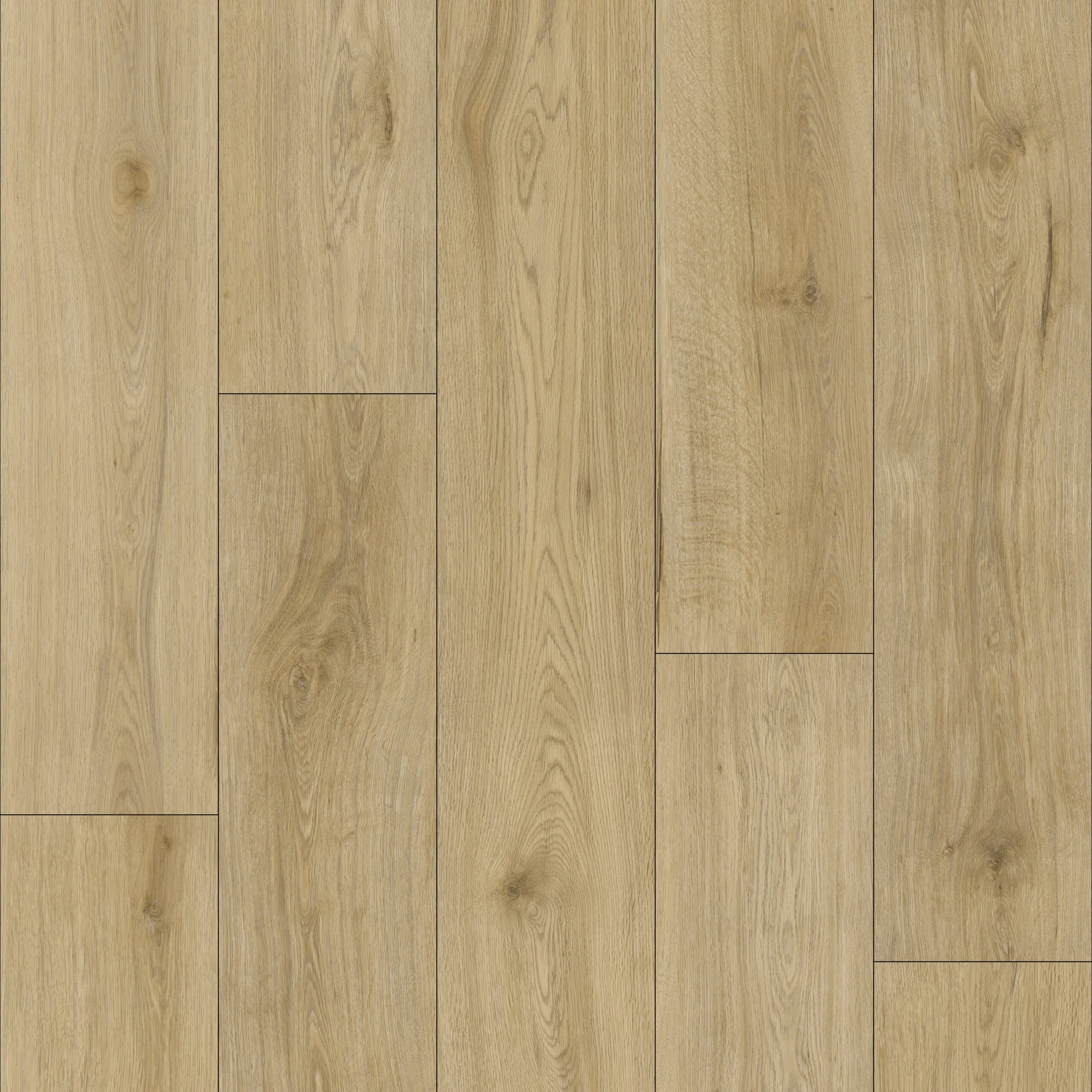 KF107-Palmer Oak, view 1